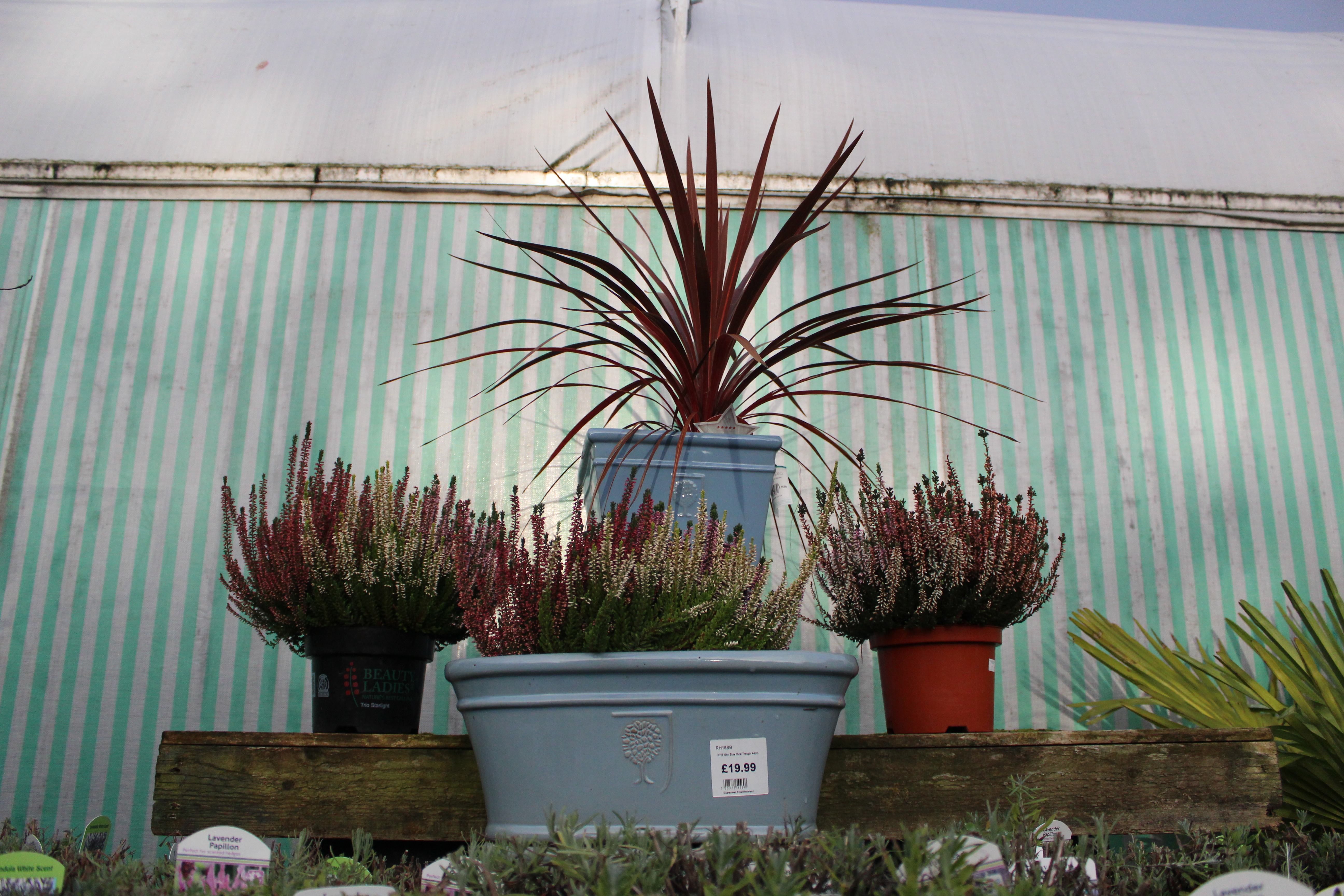 Plant Centre North Walsham Garden Centre