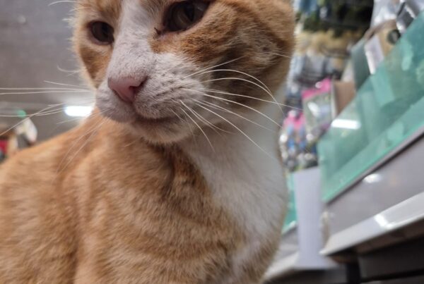 Acer the Cat - North Walsham Garden Centre