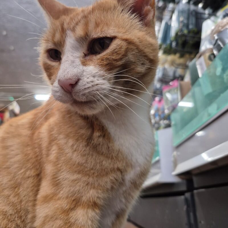 Acer the Cat - North Walsham Garden Centre