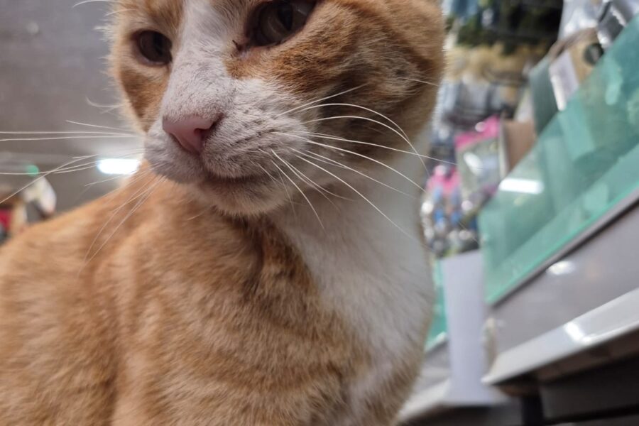 Acer the Cat - North Walsham Garden Centre