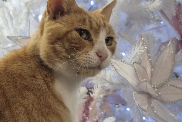 Acer the cat - North Walsham Garden Centre