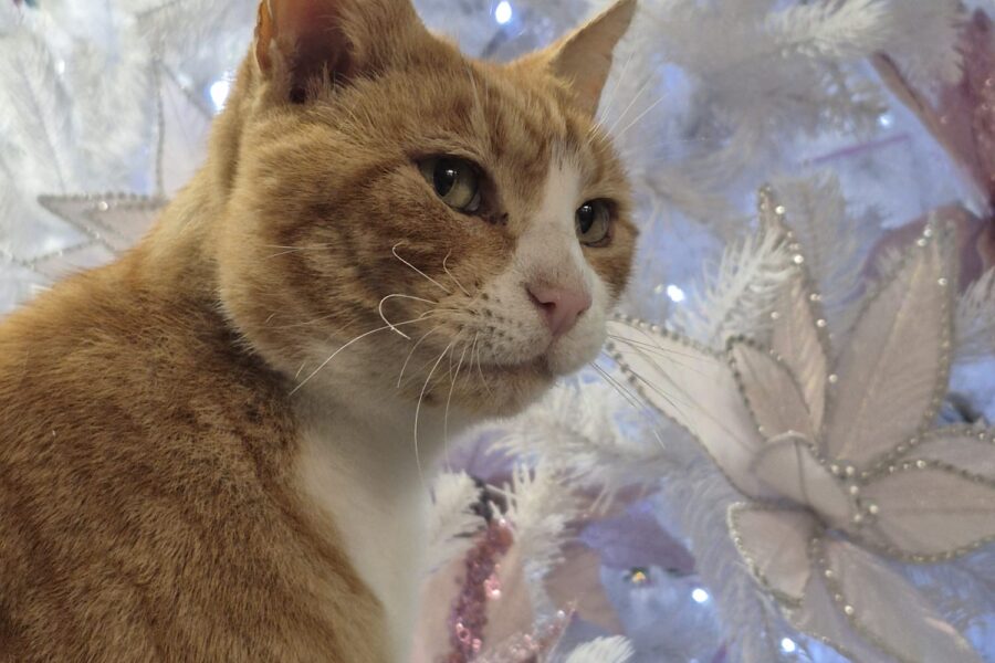 Acer the cat - North Walsham Garden Centre