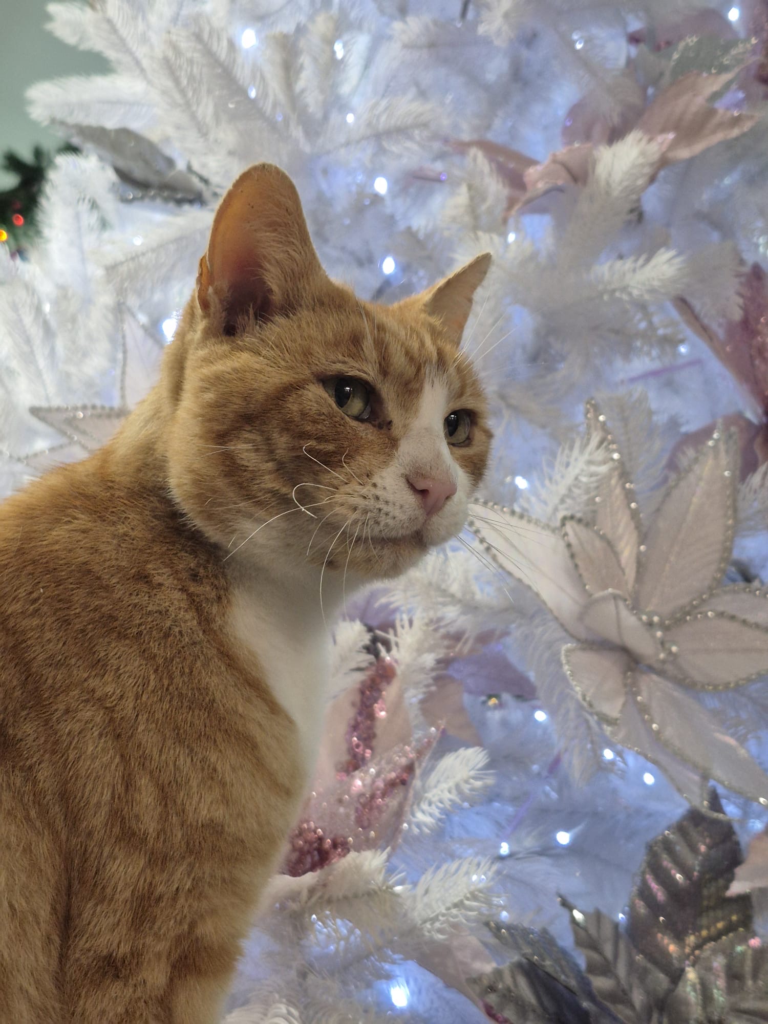 Acer the cat – North Walsham Garden Centre’s social media sensation