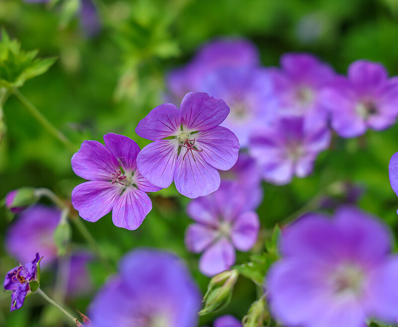 Purple Perennials