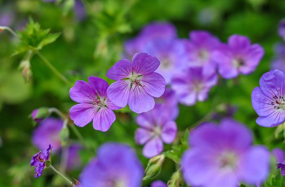 North Walsham Garden Centre voted one of the top 9 best Garden Centres in Norfolk on Tripadvisor